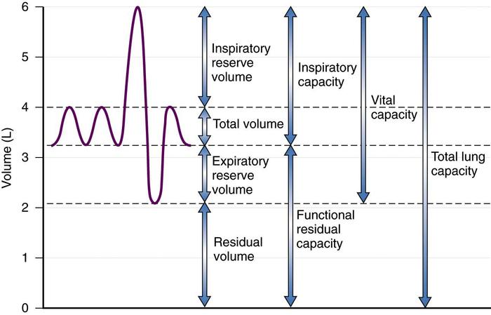 Borborygmus Pulmonary Function Tests borborygmus-pulmonary-function-tests