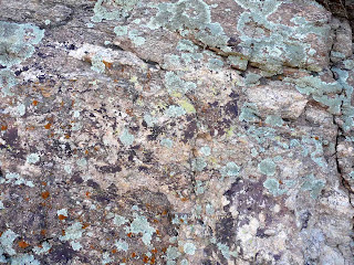 lichens