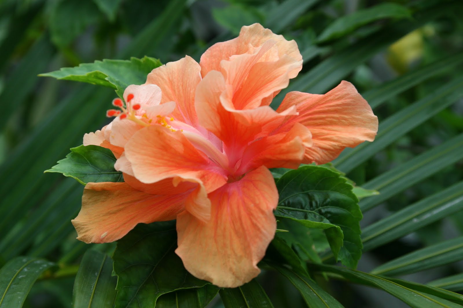 The Cellar Door Photography Hibiscus Key West Florida