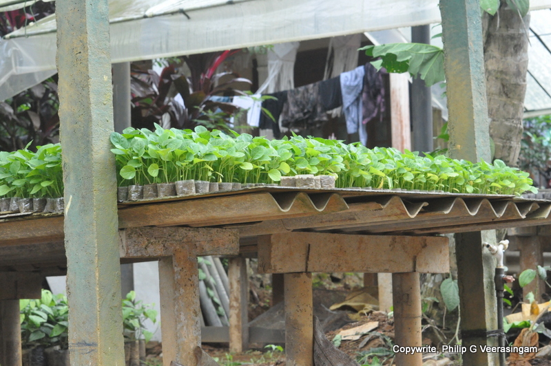 philipveerasingam At a plant nursery, Meepe, Sri Lanka.