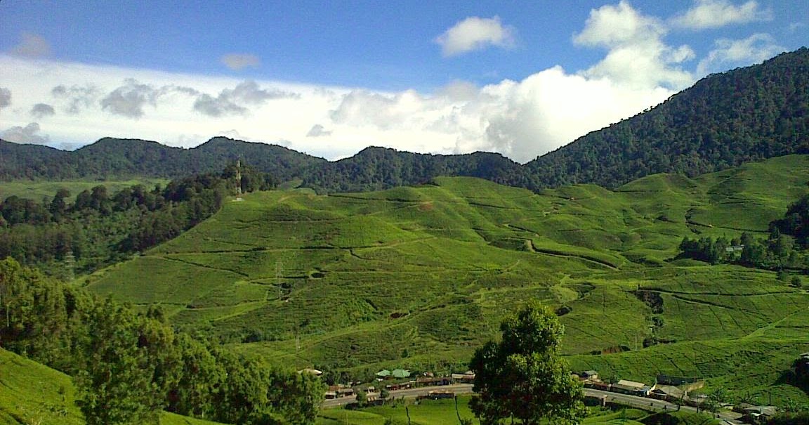 Lowongan Kerja Daerah Puncak Bogor - CLEANING SERVICE DAMARINDO