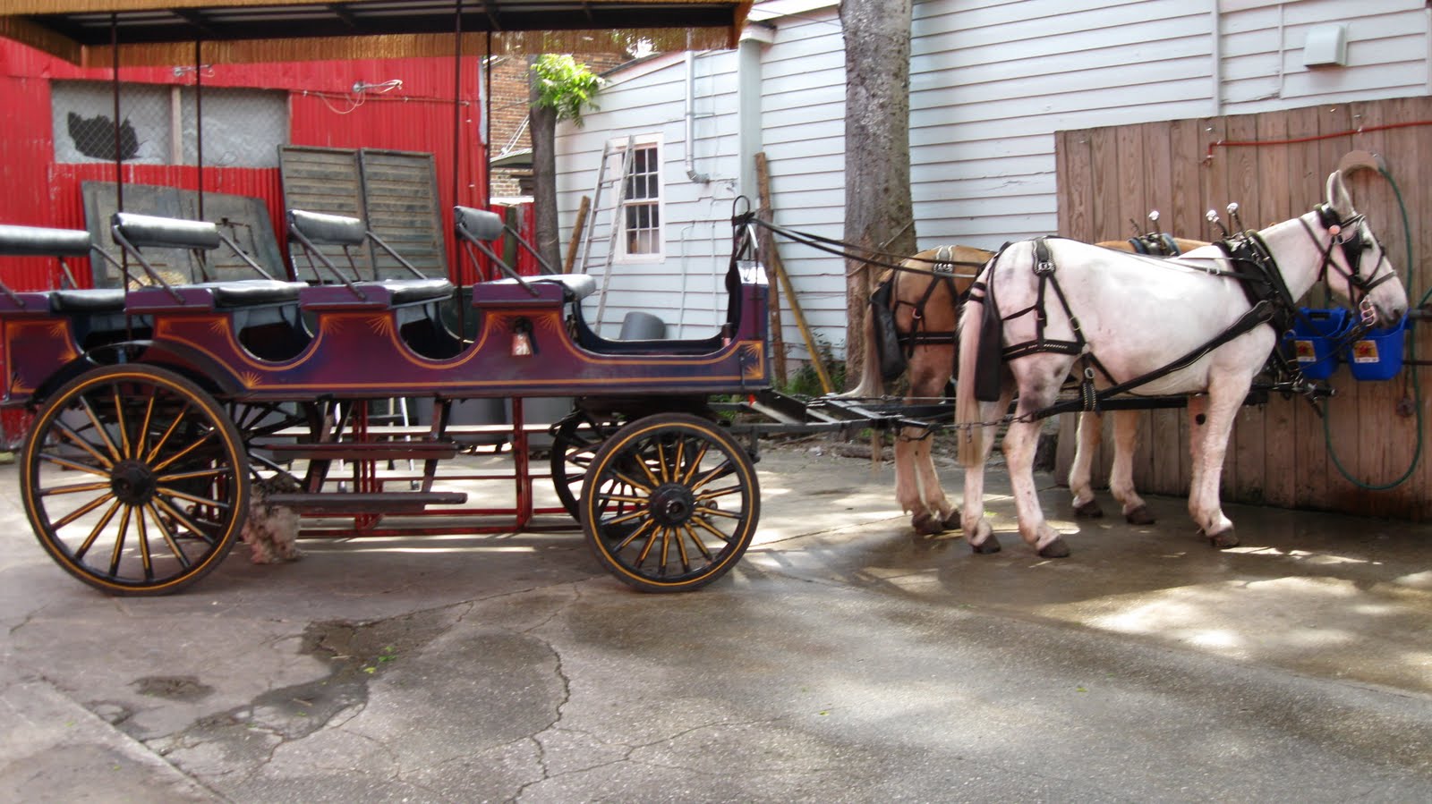 Big Daddy Dave: Horses and Mules in South Carolina...
