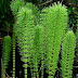 Equisetum Arvenes Linnious -  इस पौधे से प्राप्त रसायन रक्त उत्पादक गुण, जल-शोथ, अम्लता ,पथरी नाशक और गुर्दो के विकारो को दूर करने के लिए किया जाता है। 