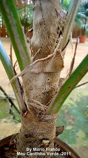 Coccothrinax argentata, Thrinax barbadensis.