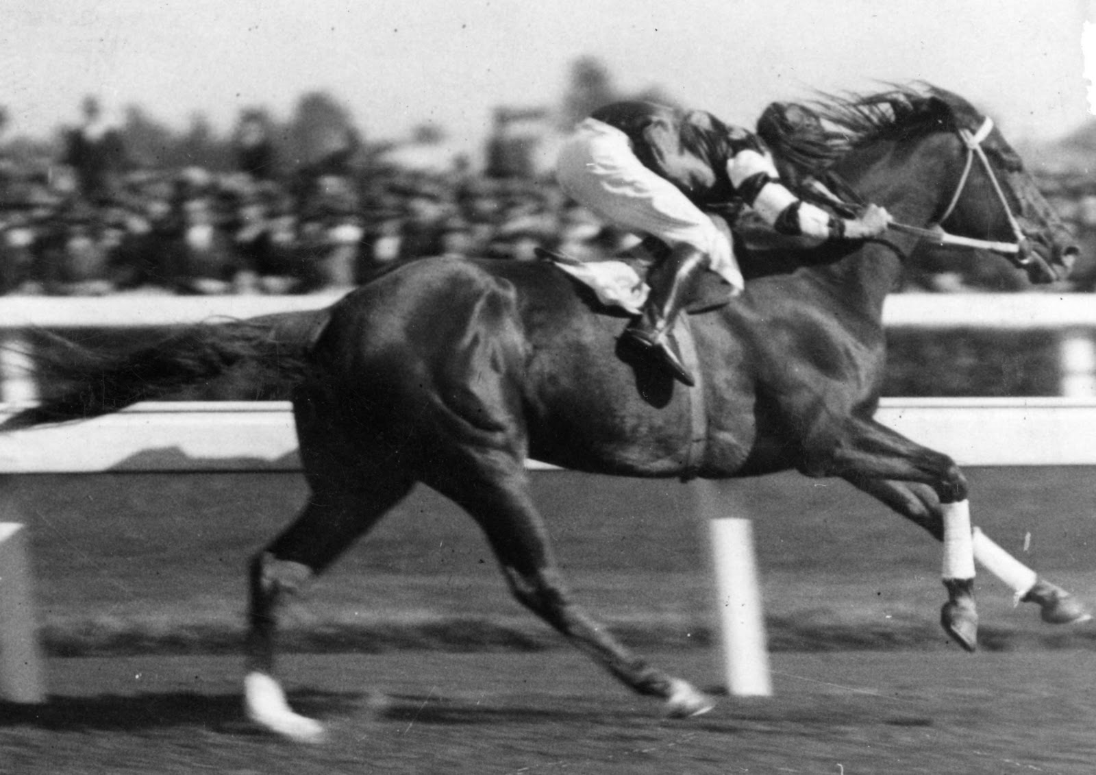 Phar Lap Phar Lap