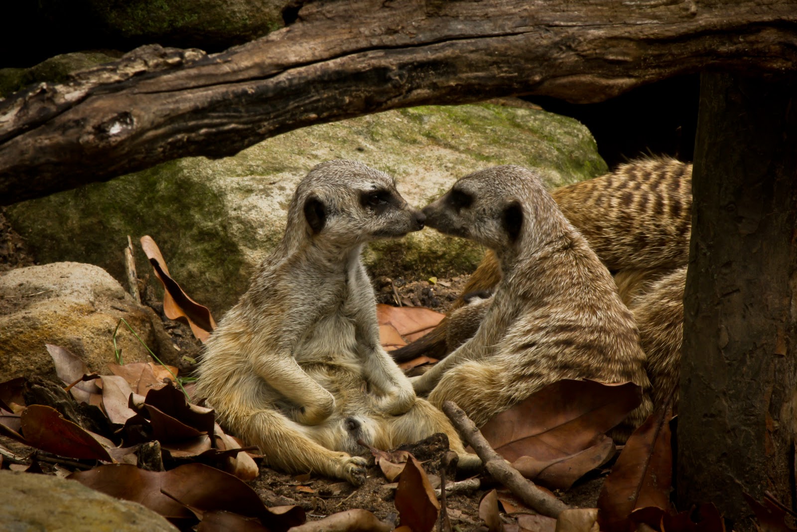 Meet Me In Montauk a photographic blog Taronga Zoo Meerkats