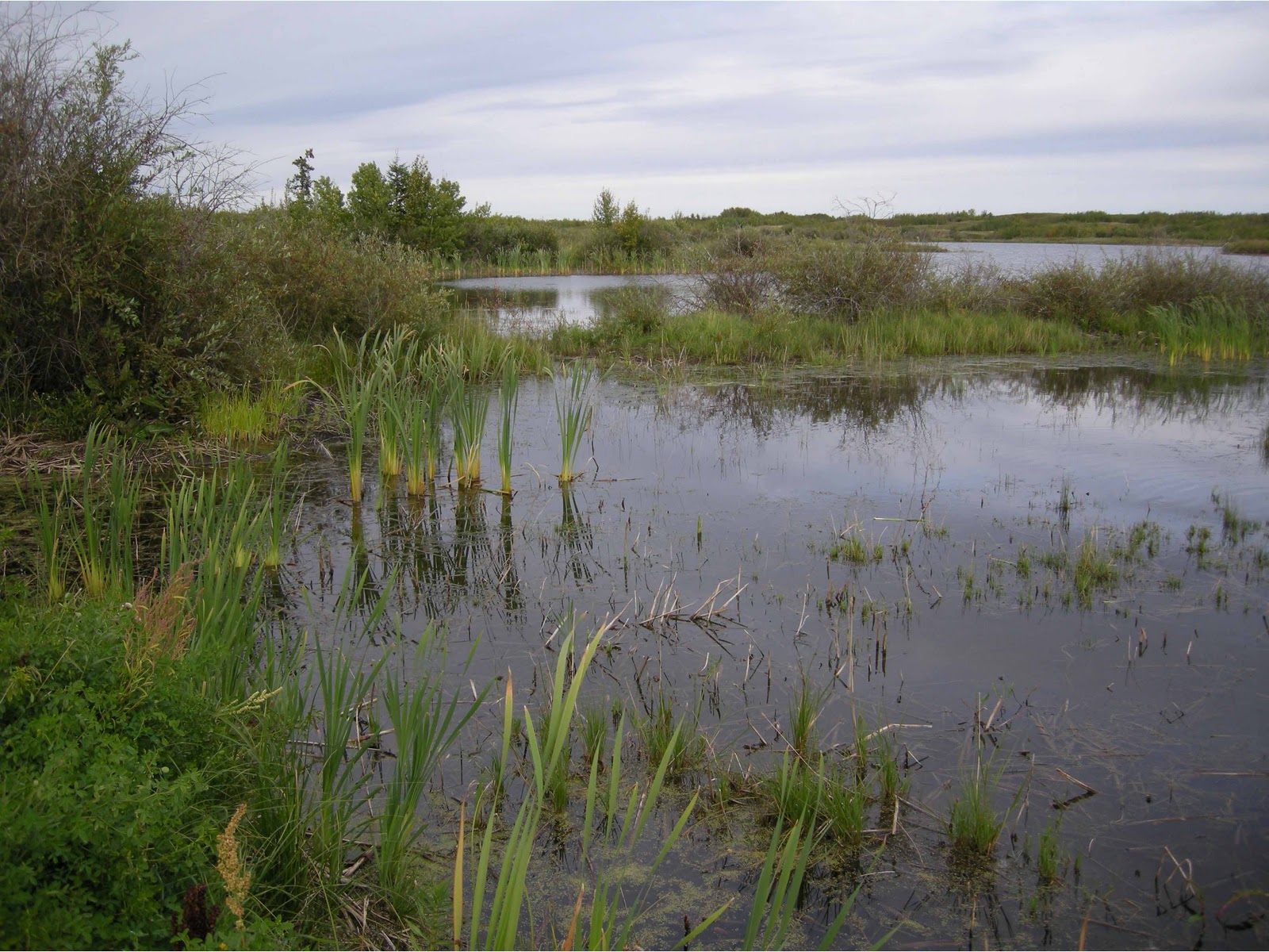 T Brinks Fishing Fishing Grass Mats and Lily Pads