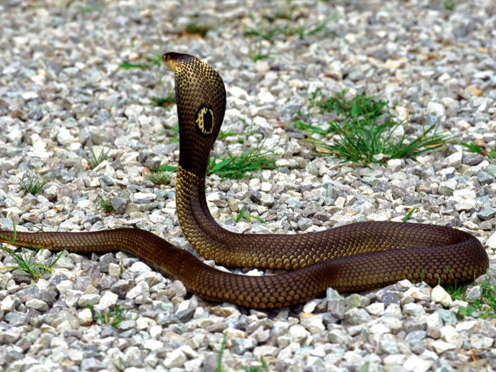 Animal Zoo Life: Snake pics Snakes pics Snake pictures Snakes Snake Animal Zoo Life: Snake pics Snakes pics Snake pictures Snakes Snake