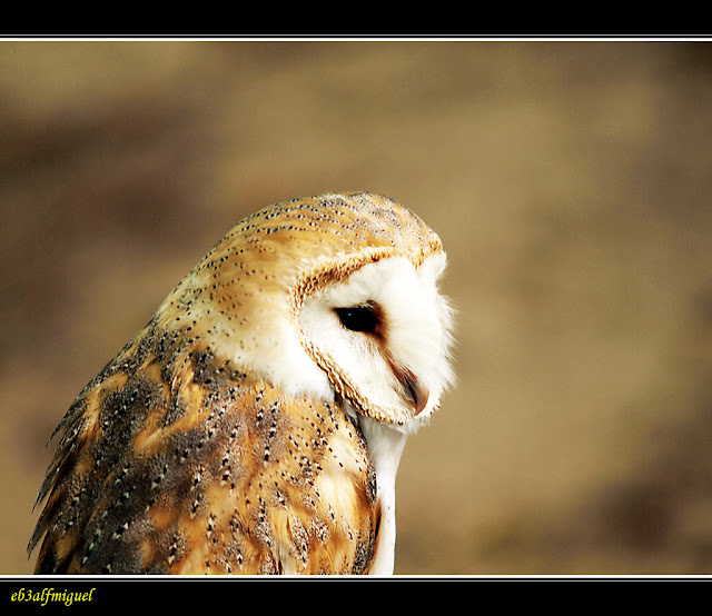 Miguel fotografia Lechuza común (Tyto alba )