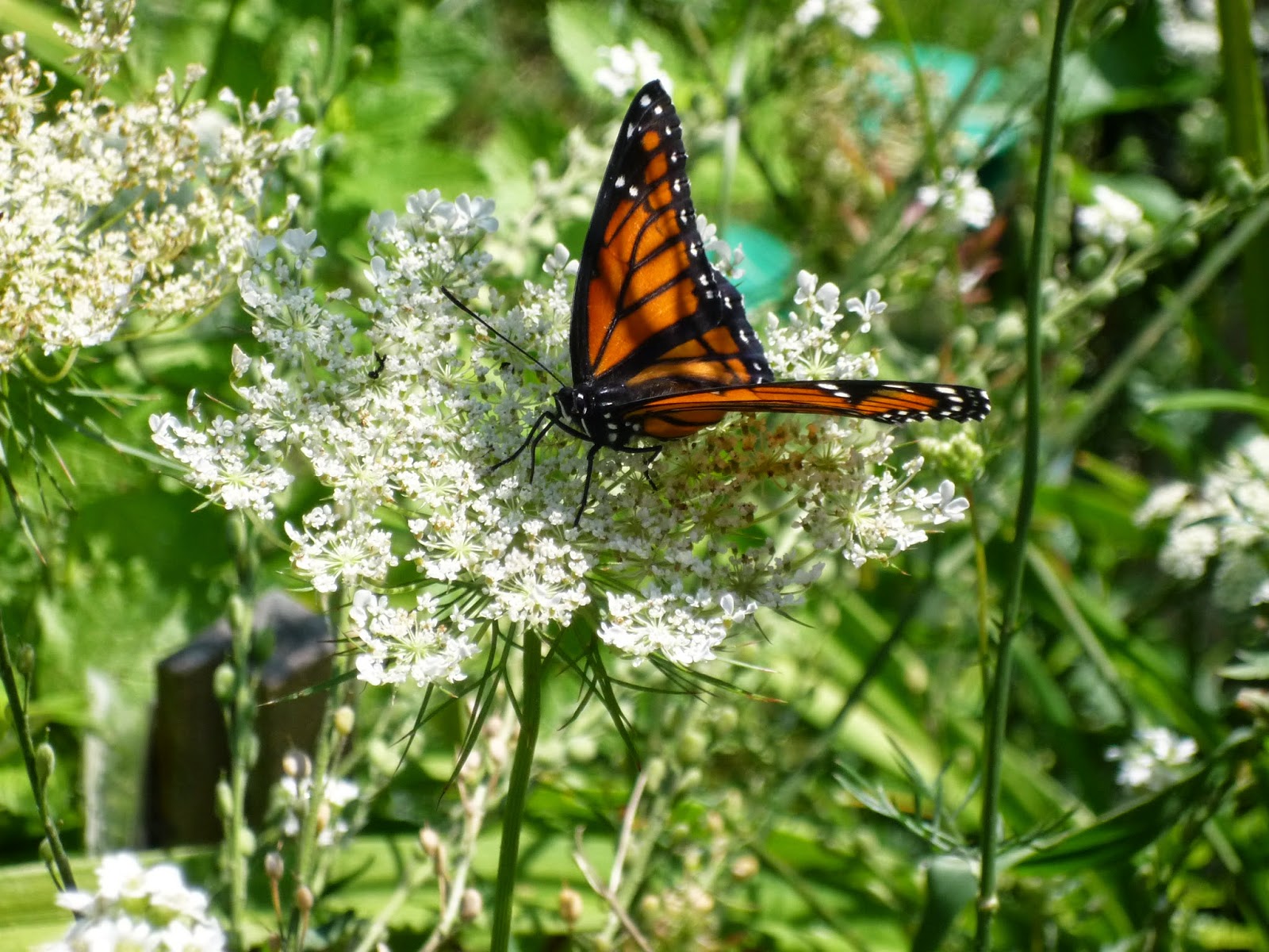 Vermont backyard flowers Aug 2014 South Burlington, Vermont Photos