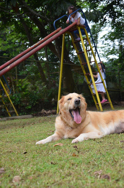 Dog yawning with little girls climbing the slide in the background