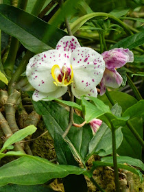 Purple spotted white Phalaenopsis Moth Orchid Centennial Park Conservatory by garden muses-not another Toronto gardening blog