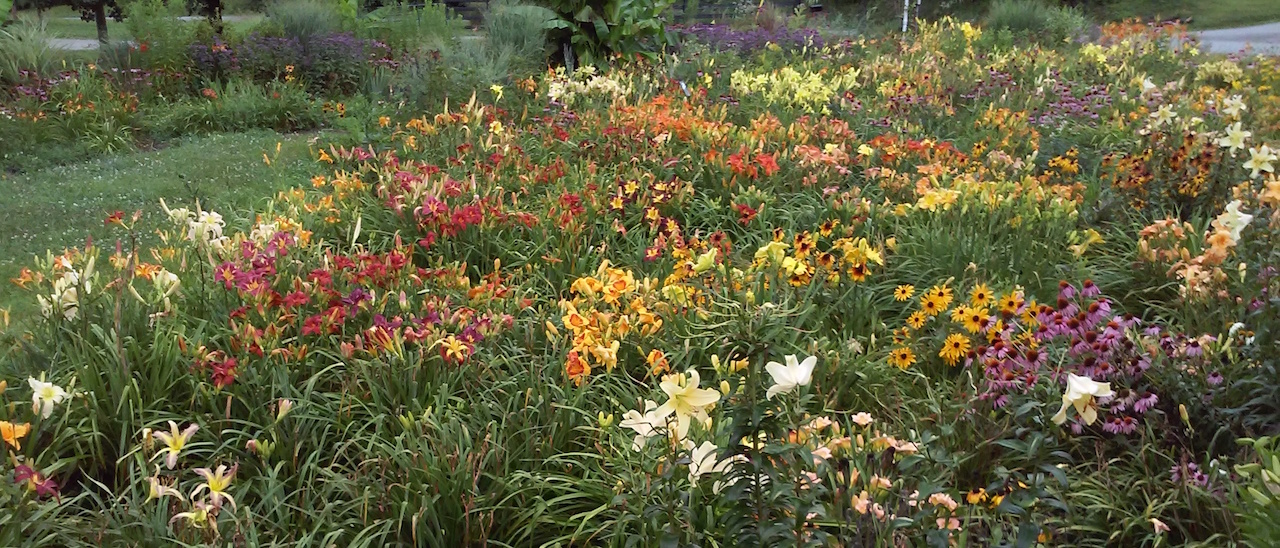 DAYLILY BREEDER BLOG Growing Daylilies Part 5 Planting and Care
