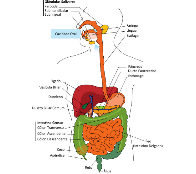 Estuda com Carla Importância do sistema digestivo para o equilíbrio do organismo humano Estuda com Carla Importância do sistema digestivo para o equilíbrio do organismo humano