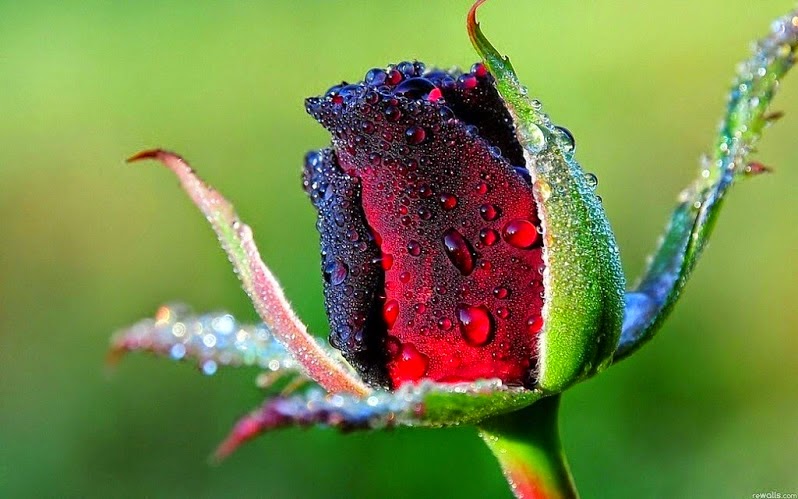Resultado de imagen para Las flores mas hermosas de Rusia  imagen