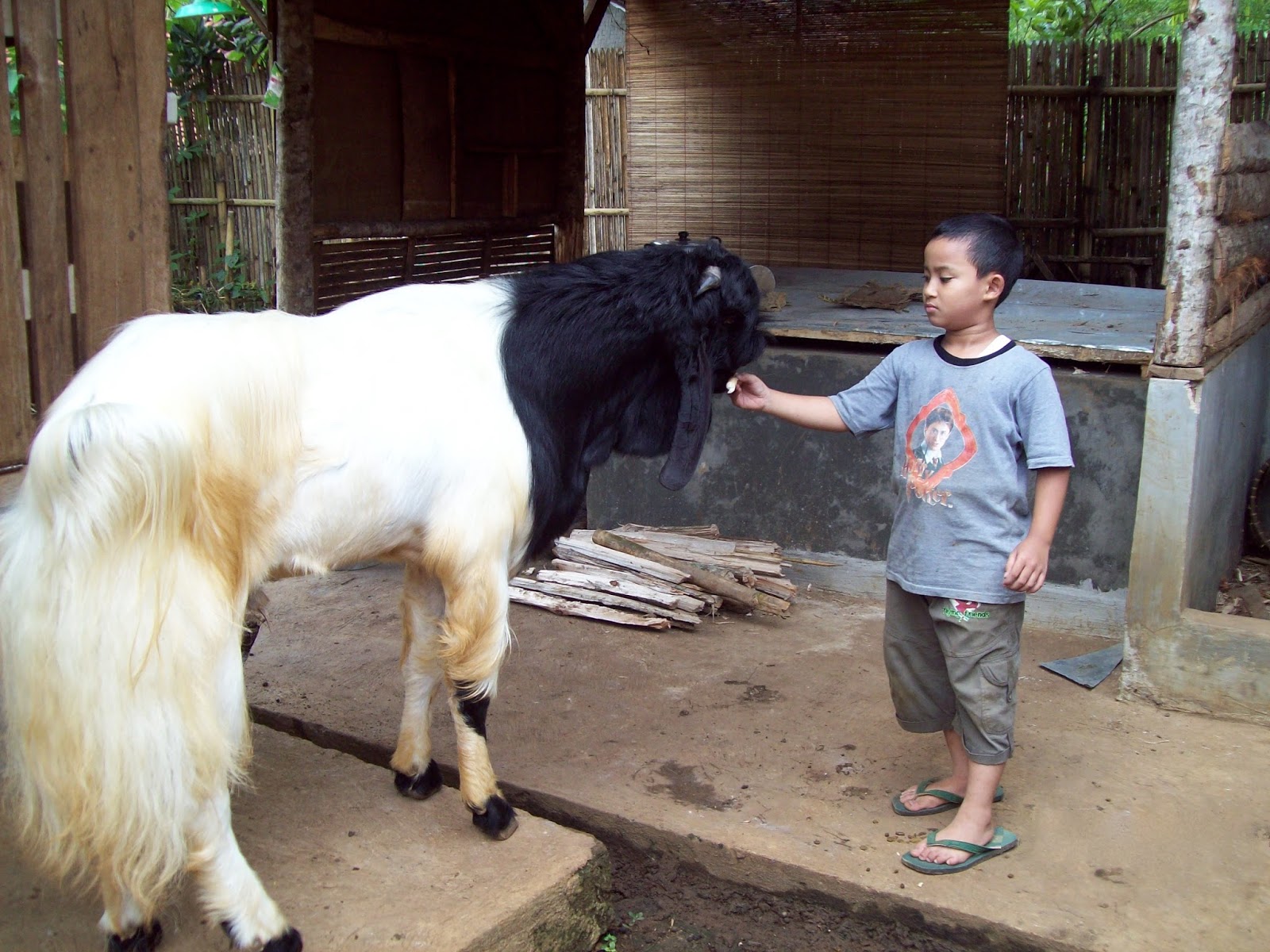 Daftar Harga Kambing ETAWA PE & SENDURO Terbaru 2018