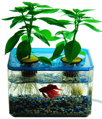 تعرف على فوائد النباتات المائية وأهم أنواعها  بحوض الأسماك