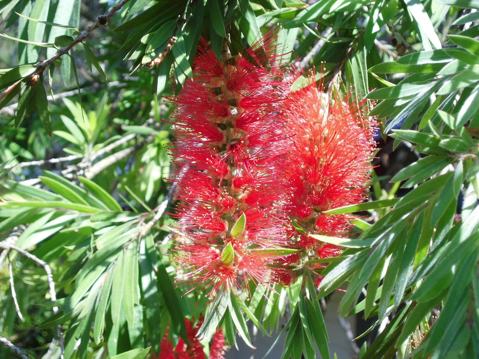 Exotic Plants in Indonesia Kayu Putih  Bunga  Merah  