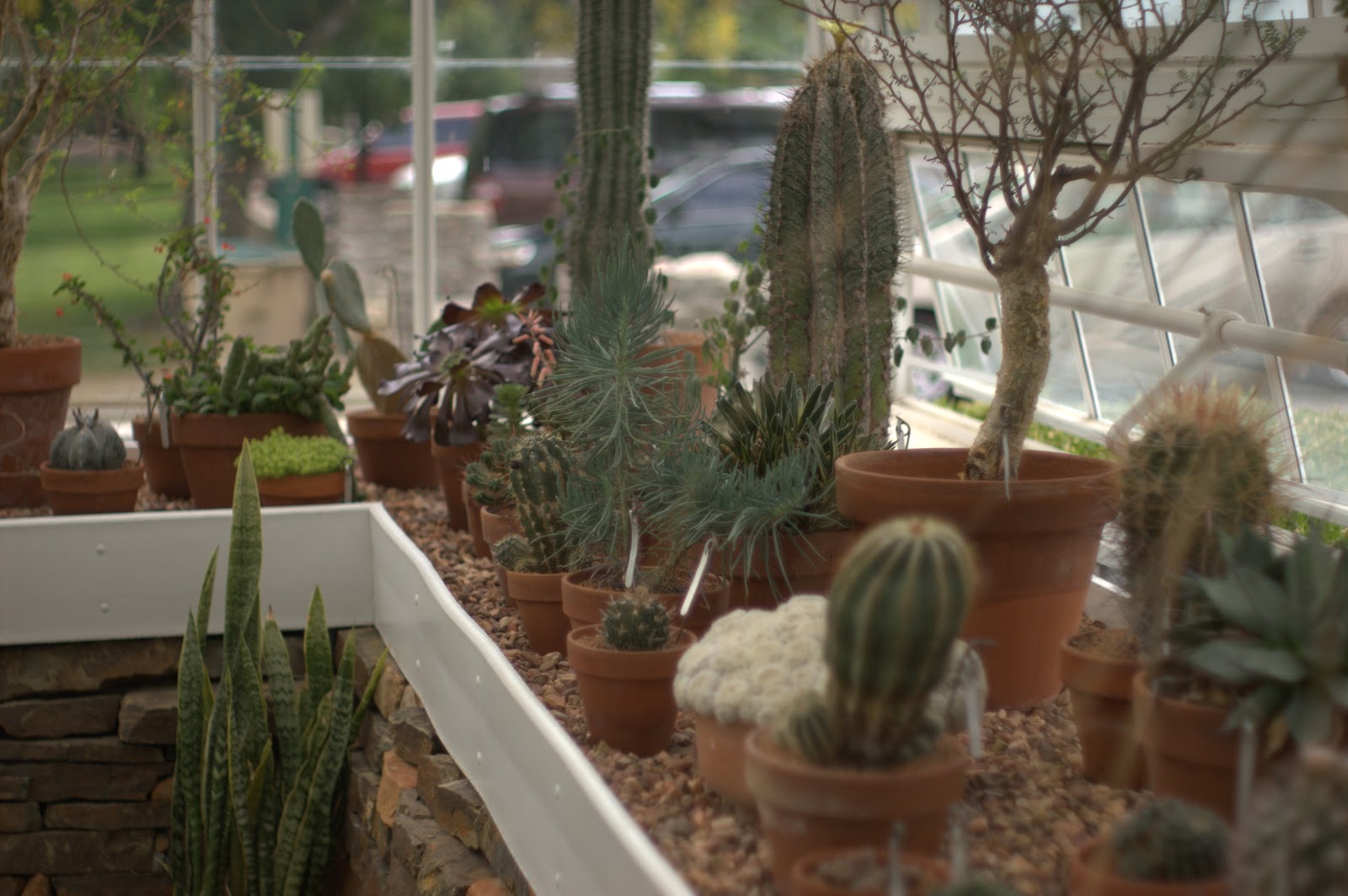 EveryDay Dreams Tulsa Garden Center Greenhouse