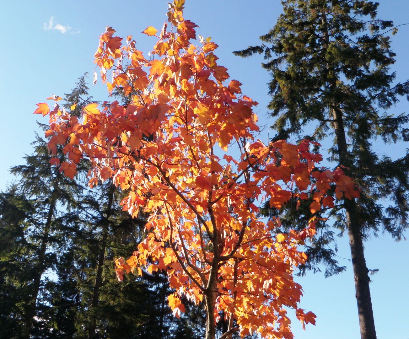 Sandra's Alaska Photography: Fall 2010: MAX'S MAPLE TREE AND A FEW ...