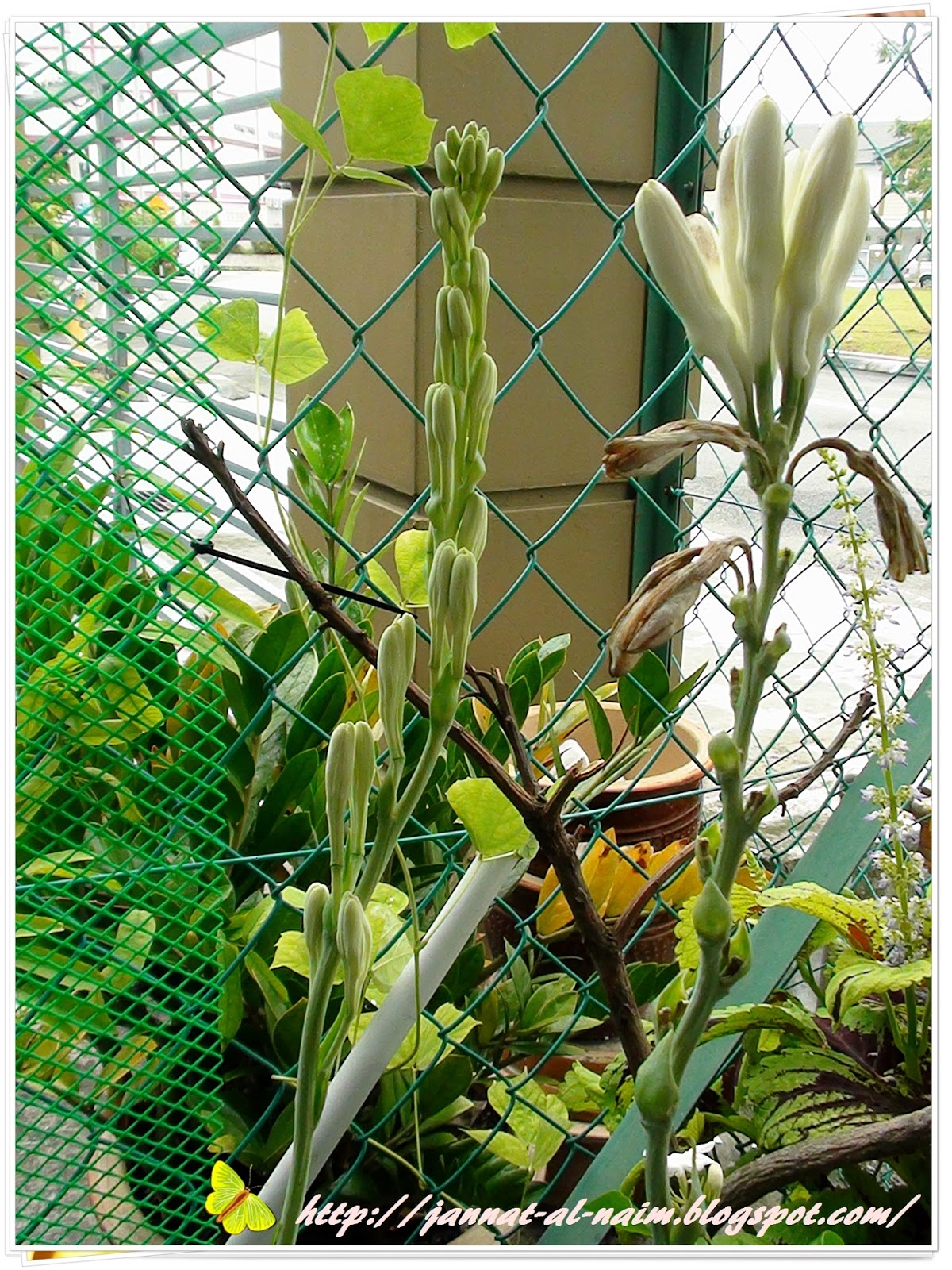 Flower stalk harum sundal malam dari nurseri Sg Buloh,makin tinggi dan 