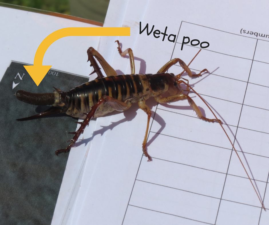 Explore and Discover Nature Tree Weta Encounters why do they smell