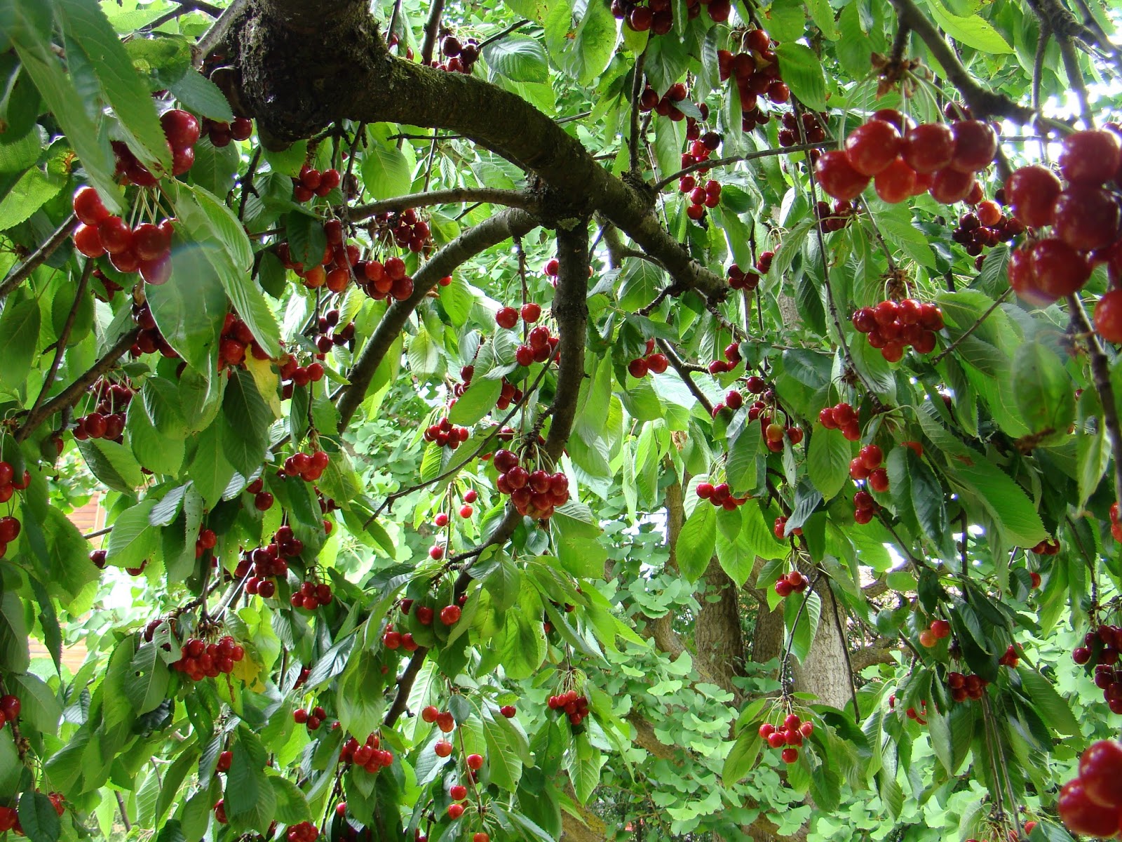 Schlossgassen Geflüster Die Kirschen in Nachbars Garten&hellip;..