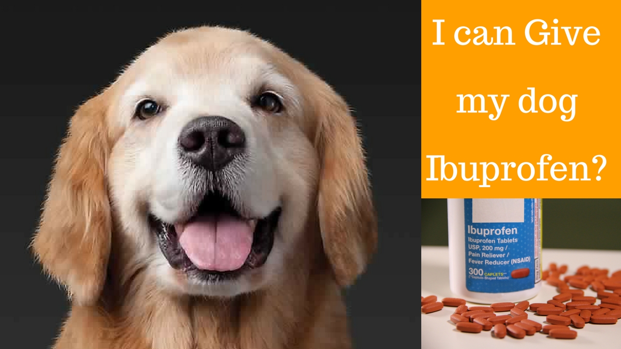 You could give an Ibuprofen to dog ? oOHDogs