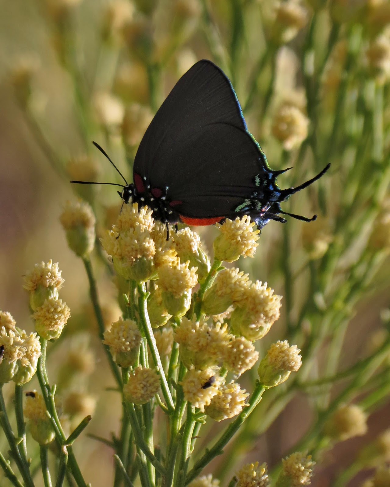 Desert Colors Autumn Butterflies