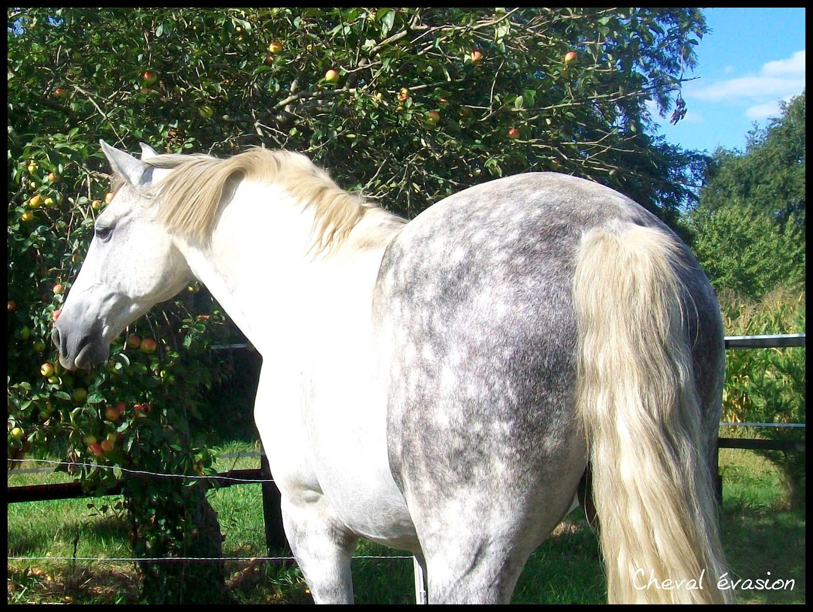 Cheval évasion Les robes chez le cheval