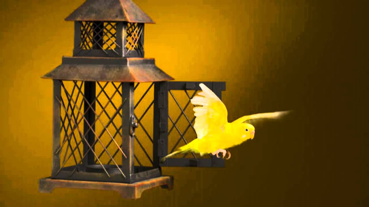Bird out. Птица вылетает из клетки. Птица вырвалась из клетки. Птица влетает в клетку. Красивые птицы летящие из клетки.