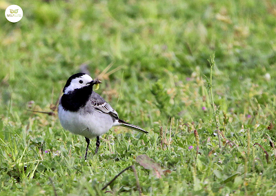 Lavandera blanca (Motacilla alba)