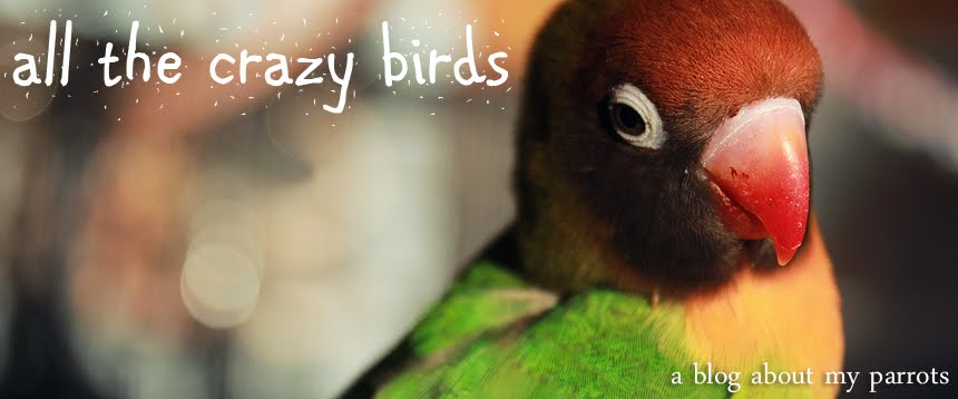 All The Crazy Birds