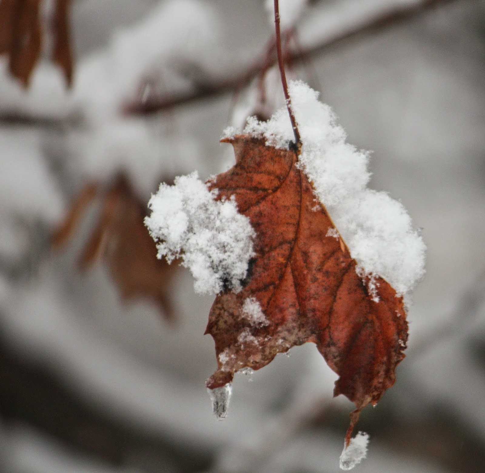 Carol Steel First Snowfall