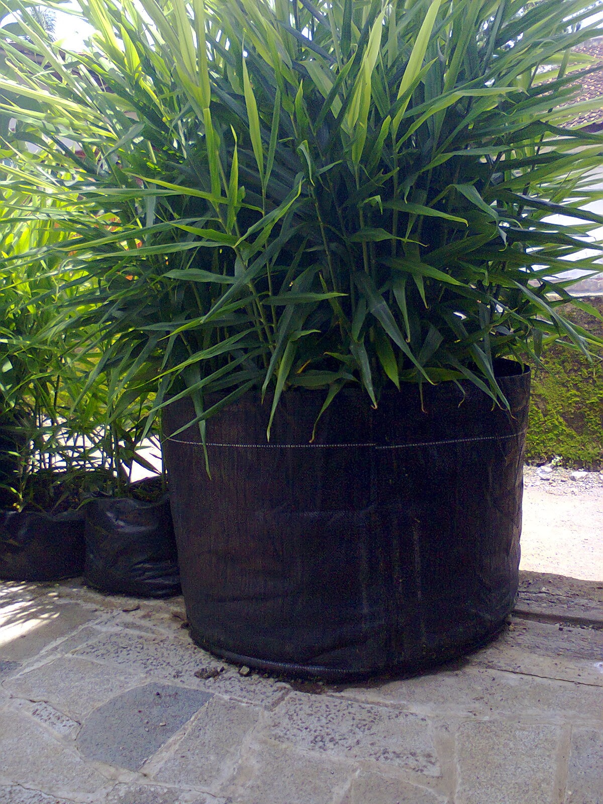 Rimpang jahe yang siap dipanen dari polybag