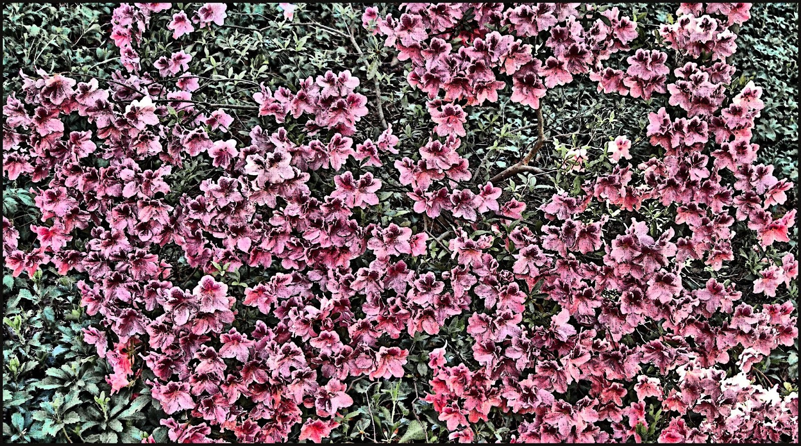 [Image: pinkflower.jpg]