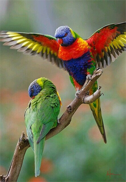 Rainbow Lorikeet (Trichoglossus haematodus) | Our World’s 10 Beautiful and Colorful Birds