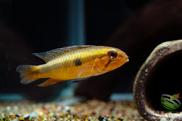 Apistogramma lineata