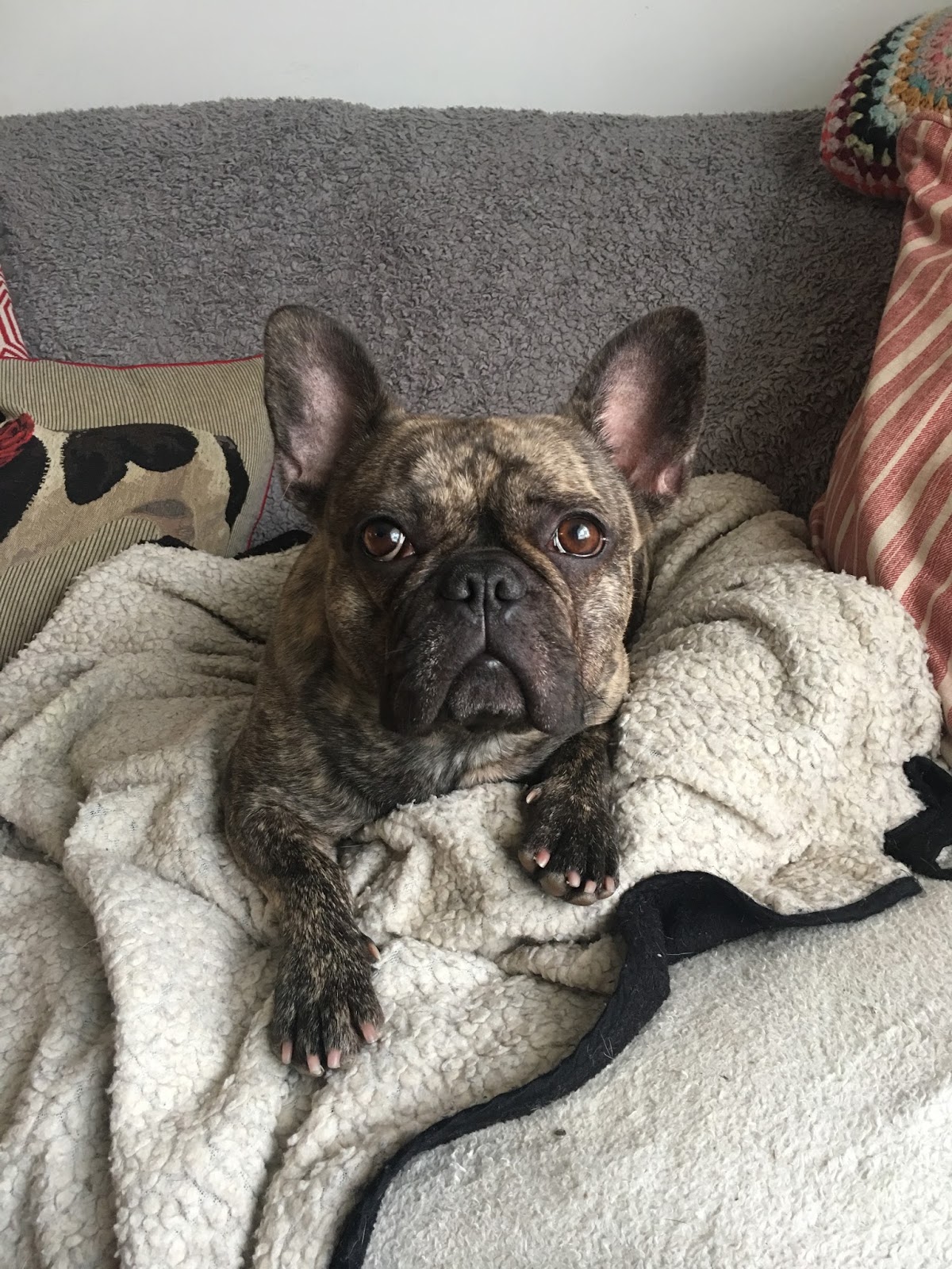 Thoughts of a canine massage therapist Muscle spasms in dogs