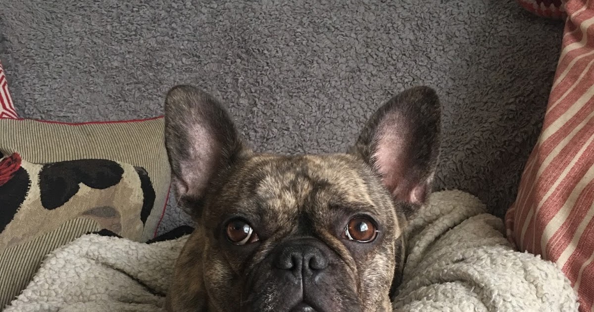 Thoughts of a canine massage therapist Muscle spasms in dogs