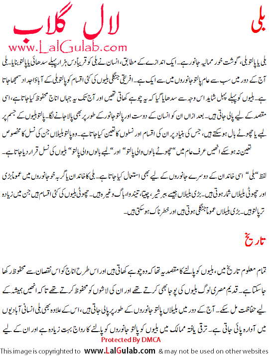 My pet cat essay for class 1 in english image