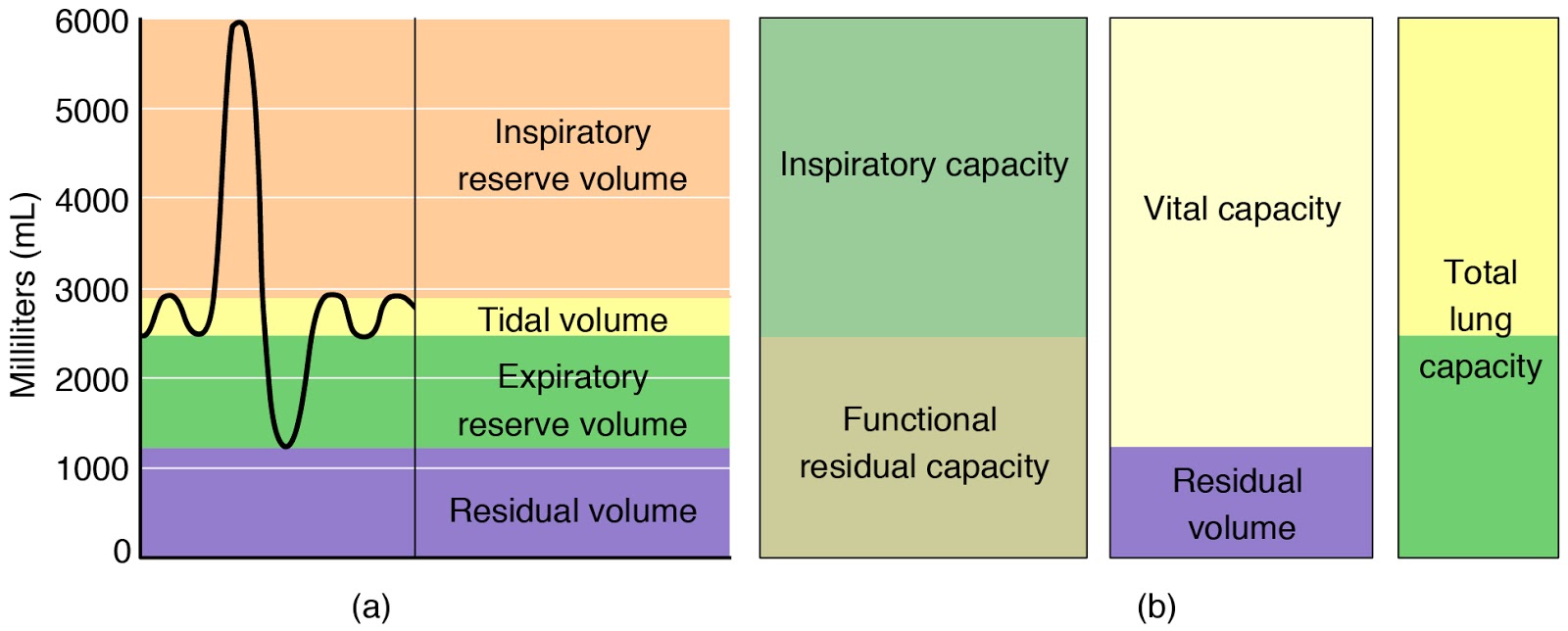 Dr. Saif ALaa ALqaisy Respiration ((breathing) process and physiology