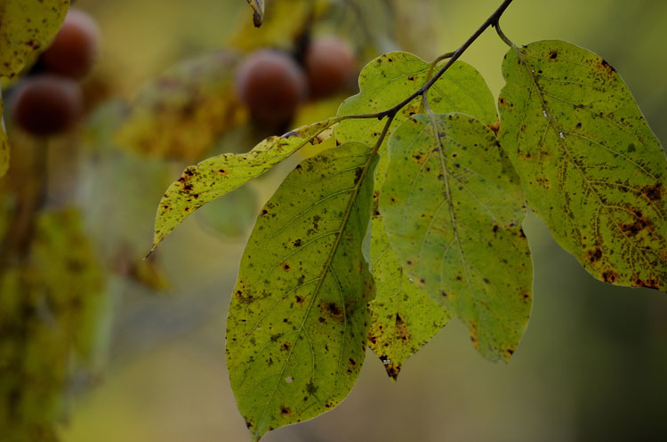 Common Persimmons among autumn leaves.