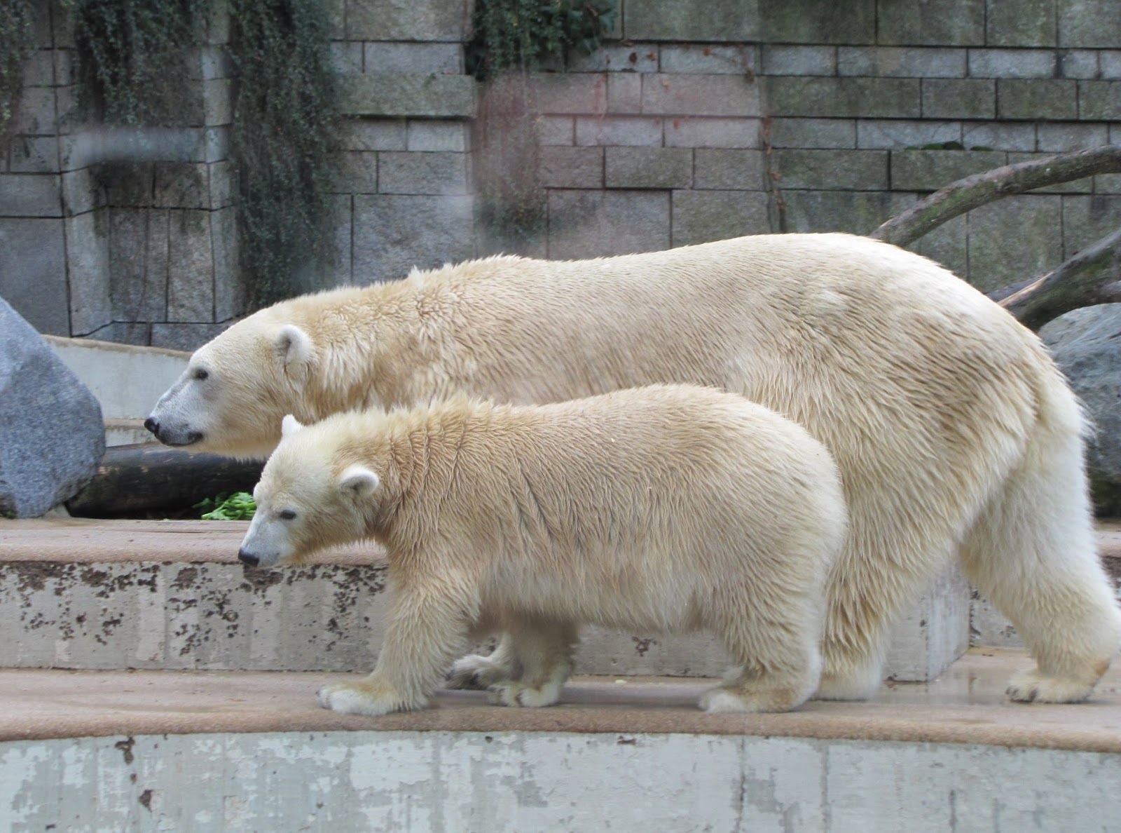 My friend bear. Самка белого медведя. Белый медведь самец и самка. Белый медведь самец. Медведь самец и самка.