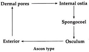 Sycon Canal System With Diagram & Significance | Biology Blog