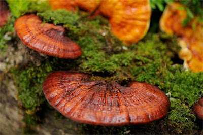 [Image: phan-tich-thanh-phan-nam-linh-chi_3.jpg]