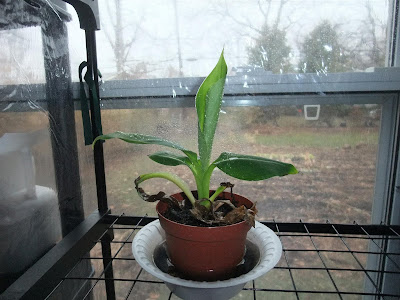 banana tree back to life, amazon, winter, grew indoors banana tree back to life, amazon, winter, grew indoors