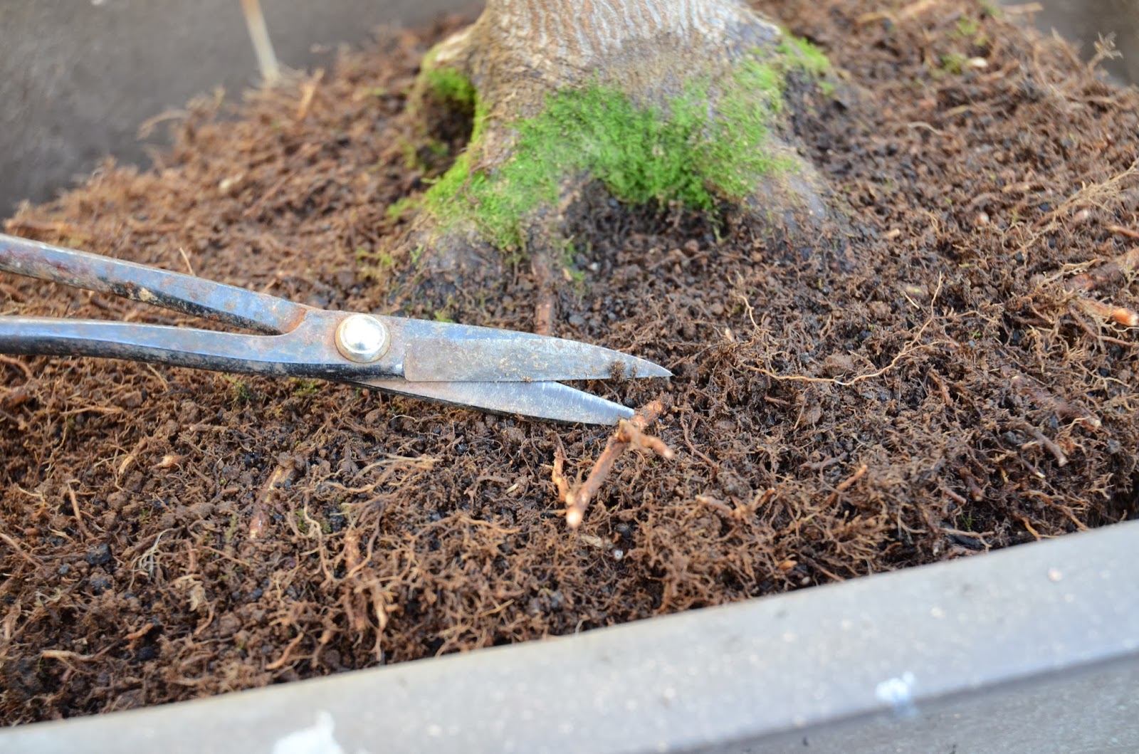 EnglishBonsai Japanese maple repotting