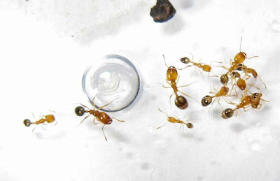 Workers of Monomorium destructor showing the four morphological expression of the caste