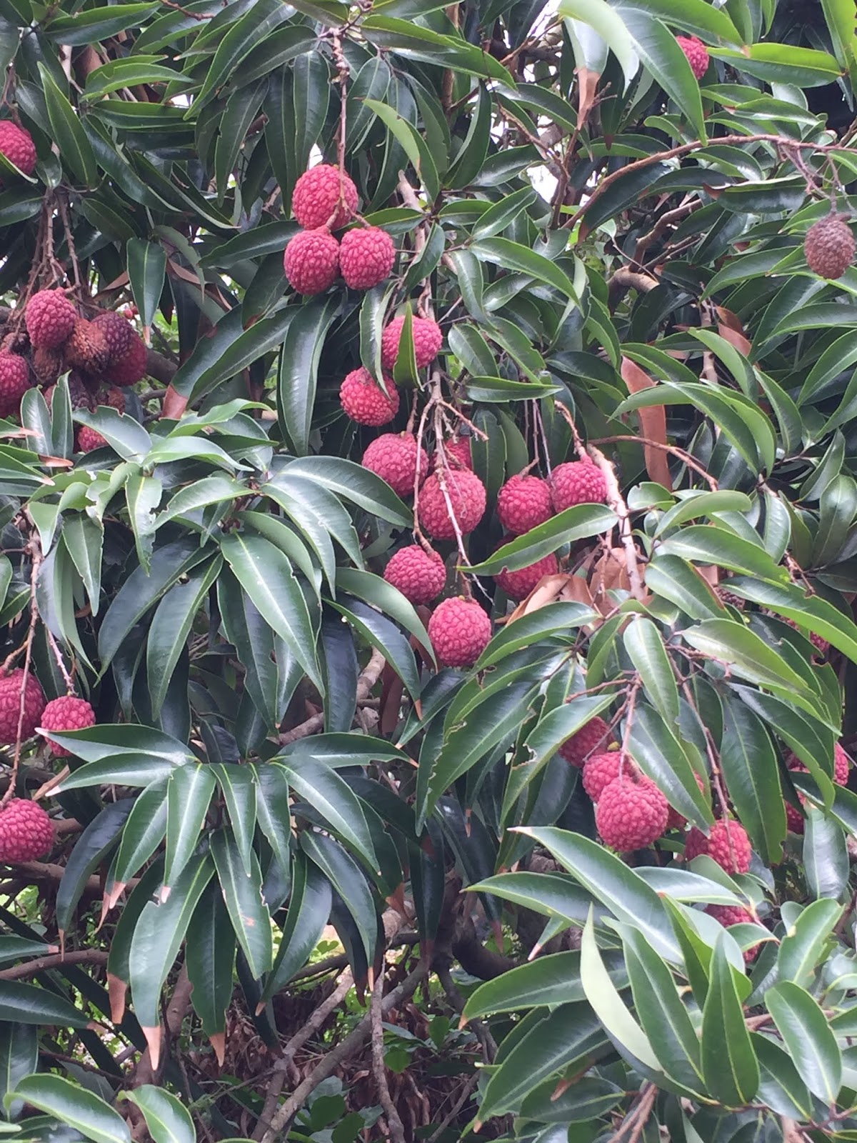 The Phytophactor Friday Fabulous Flower lychees